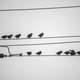 Many small birds perched on the telephone wire