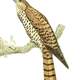 Mauritius kestrel Illustration - Falco punctatus
