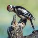 Middle spotted woodpecker - Dendrocoptes medius