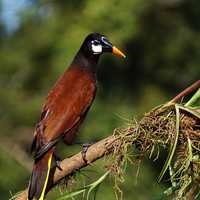 Montezuma oropendola - Psarocolius montezuma