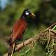 Montezuma oropendola - Psarocolius montezuma