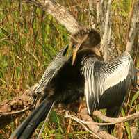 Anhinga Bird