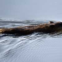 Muskrat treading water