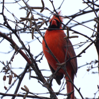 Northern Cardinal among branches