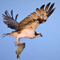 Osprey Carrying Fish