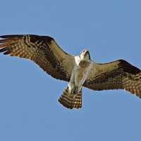 Osprey flying in the air