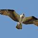 Osprey flying in the air