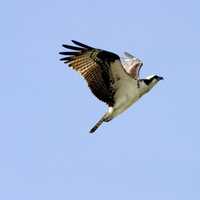 Osprey in Flight - Pandion haliaetus