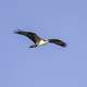 Osprey in flight