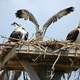 Ospreys in the nest