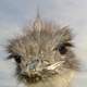 Ostrich Head close-up