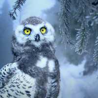 Owl in the winter