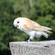 Owl sitting on Stump