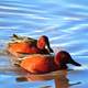 Pair of Cinnamon Teal