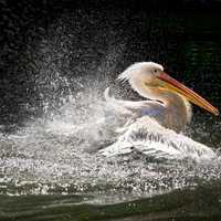 Pelican Splashing in the Water