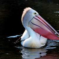 Pelican with colorful beak