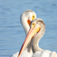 Pelicans Grooming Each Other