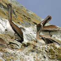 Pelicans on the rocks