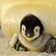Penguin with baby chick