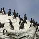 Penguins standing on a large rock