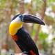 Perched Toucan