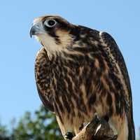 Peregrine Falcon Perched