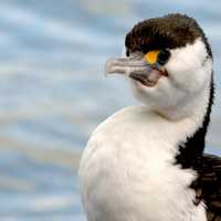 Pied Shag -  Phalacrocorax varius