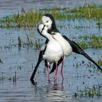 Pied Stilt Pair in wetland