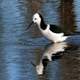 Pied Stilt walking in the water