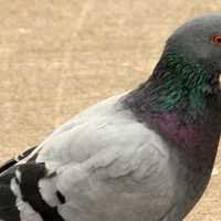 Pigeon 