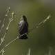 Pine Siskin on  branch