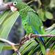 Puerto Rican Amazon Parrot -- Amazona vittata