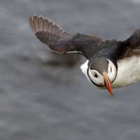 Puffin in Flight