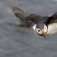 Puffin in Flight