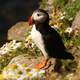 Puffin in the Wild - Genius Fratercula