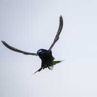 Purple Martin in Flight - Progne subis