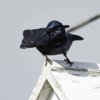 Purple Martin standing on Birdhouse