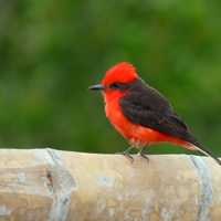 Pyrocephalus rubinus - Cardinal