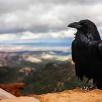 Raven standing on a high Cliff