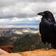Raven standing on a high Cliff