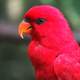 Red and Pink Parrot
