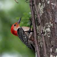 Red-bellied Woodpecker on a tree