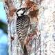 Red Cockaded Woodpecker - Leuconotopicus borealis on a tree