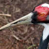 Red head of bird