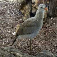 Red-legged seriema - Cariama cristata