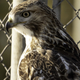 Red tailed hawk by tennis fence