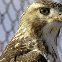 Red-tailed hawk facial shot