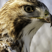 Red-tailed hawk headshot close-up