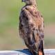 Red-Tailed Hawk, Near Christmas Valley, Oregon - Buteo jamaicensis