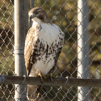 Red-tailed hawk perched on steel bar